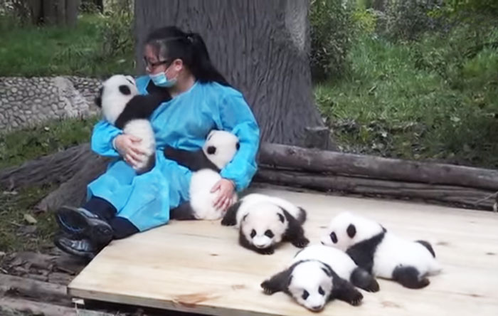 hugger-panda-nanny-best-job-protection-research-center-3